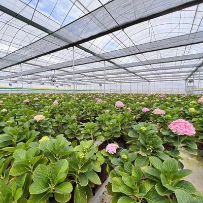 Flower Greenhouse4