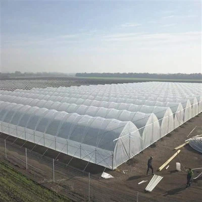 China's Multi Span Thin Film Greenhouse